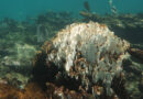 Pérdida de corales impacta economía turística