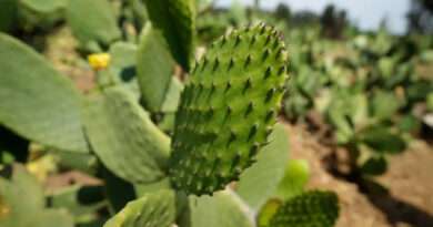 El nopal se alza en México como verdadero tesoro cultural y gastronómico