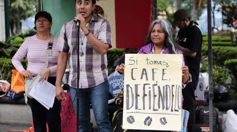Plaga Roya afecta más del 40 por ciento del cultivo de café en Veracruz