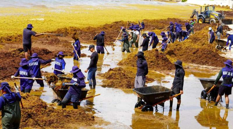 Quintana Roo reporta casi 50% de playas en semáforo rojo por sargazo