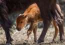 Nacen 3 crías de bisonte americano en Reserva El Santuario, en Coahuila