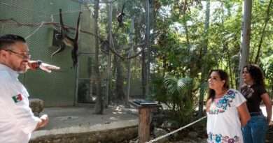 Reitera Mara Lezama combate frontal al maltrato animal; 10 primates asegurados reciben atención en UMA especializada