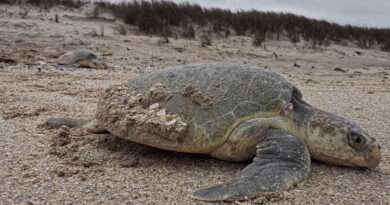 Playas de Tamaulipas concentraron casi dos mil arribos de tortuga lora para desove