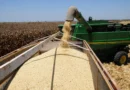Importación de granos en los primeros meses crece 6.4% interanual