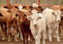 Convierte México crisis del ganado en bonanza para exportar carne